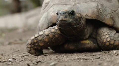A huge turtle coming out of shell Stock Footage 149597831