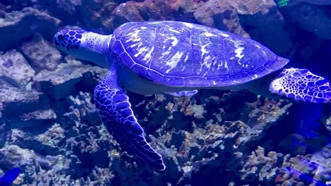 A huge turtle Stock Footage 205227301