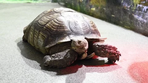 Huge turtle . Land dinosaur . Exhibition of tortoises.Horizontal 4k footage Stock Footage 241569878