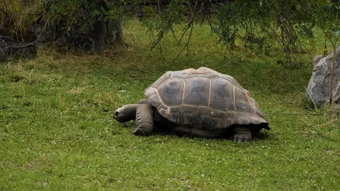 Huge turtle lying on a grass. Stock-Footage 125481616