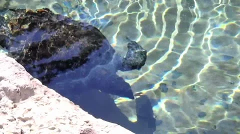 Huge Turtle Swimming Stock Footage 8845601