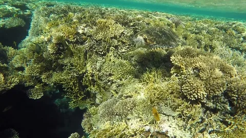 A huge turtle swims on the background of beautiful coral reef, near the stacks Stock Footage 103586346