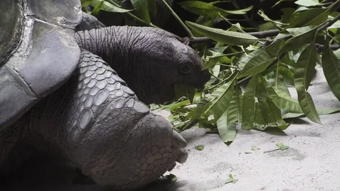 Huge turtles eat leaves Stock Footage 74166306