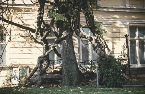 Huge twisted tree in the center of Sofia, Bulgaria Stock Photos