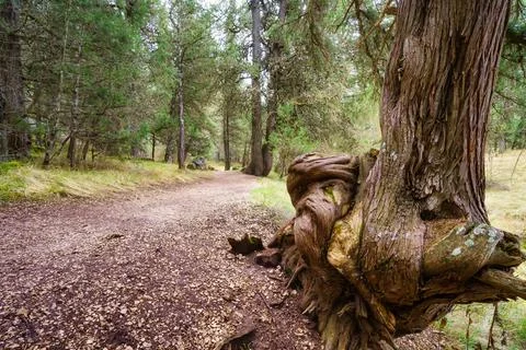 Huge twisted tree in the path of the mysterious juniper forest, Sabinar Soria. Stock Photos