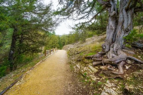 Huge twisted tree in the path of the mysterious juniper forest, Sabinar Soria. Stock Photos