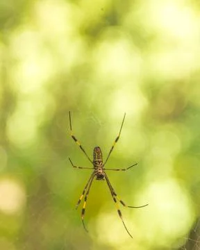 Huge, ugly spider in a web with a green blurred background Stock Photos