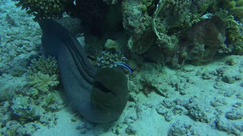 Huge Underwater EelStares Into The Camera Curiously And Swims Off 4K Stock Footage 68033804