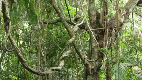 Huge vine in rainforest Stock Footage 71231337