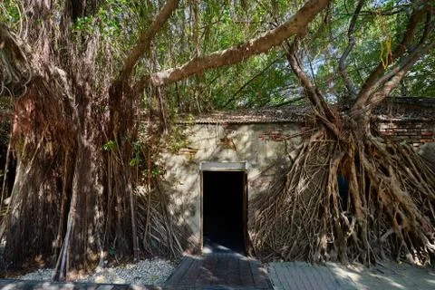 Huge vine root of banyan trees covered building Stock Photos