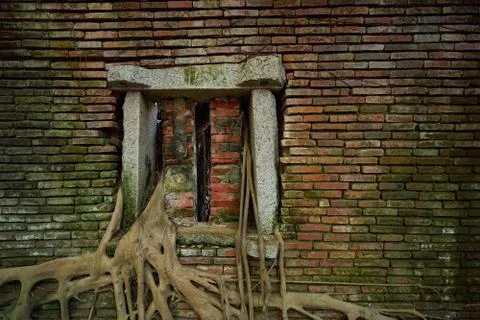 Huge vine root of banyan trees covered building Foto stock