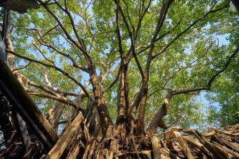 Huge vine root of banyan trees covered building Stock Photos