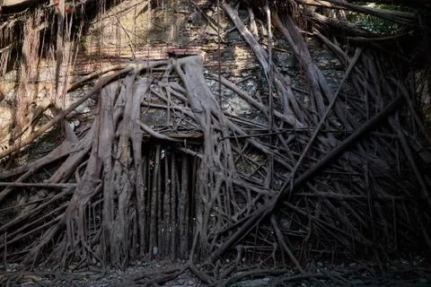 Huge vine root of banyan trees covered building Stock Photos