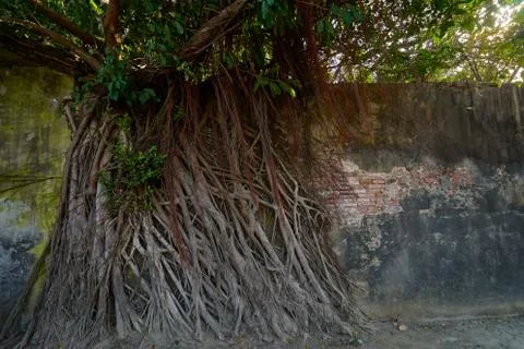 Huge vine root of banyan trees covered building Stock Photos