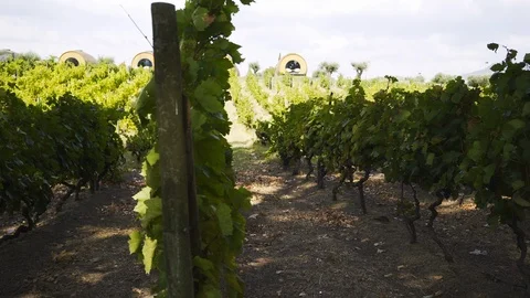 Huge vineyard between hills Stock Footage 105509386