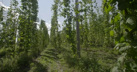 Huge Vineyard  Vídeo Stock 81976305