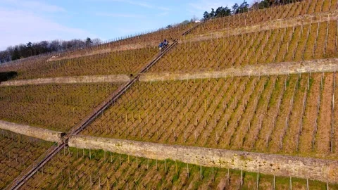 A huge vineyard on a hill Stock Footage 154337812