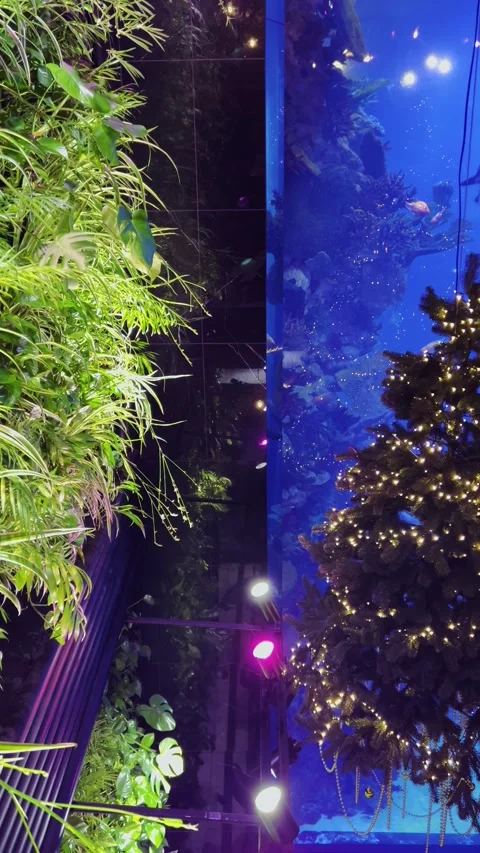 A huge wall-sized aquarium with fish and a Christmas tree. Stock-Footage 299714864