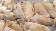Huge Walrus Asleep On Each Other Among Beach. Stock Footage