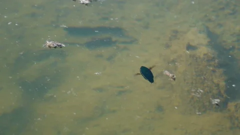 Huge Water Beetle is Going Under Water Video stock 102520347