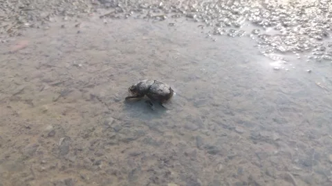 Huge Water Beetle Is Going Under Water 4k Stock Footage 255842346
