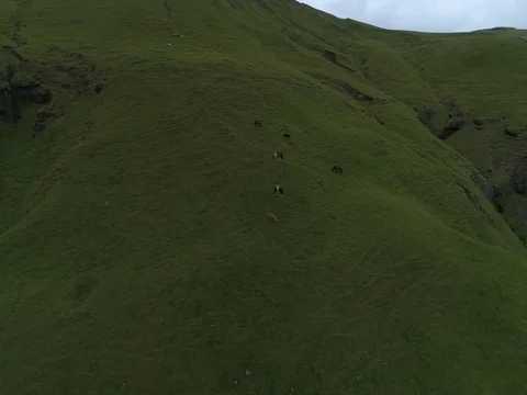 Huge Waterfall and horses (Aerial Drone View) - Skógafoss, Iceland Stock Footage 84179341