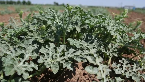 Huge watermelon field in spring with young green shoots and watermelons flowe Video stock 197569595