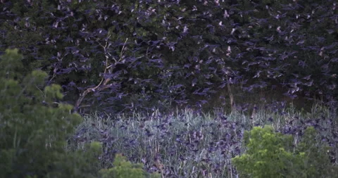 Huge wave of birds in flight, 4K slomo Stock Footage 219252846