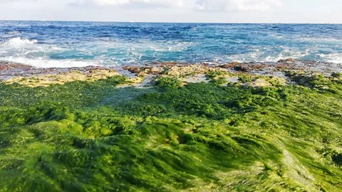 Huge waves on the green coast Stock Footage 123267693