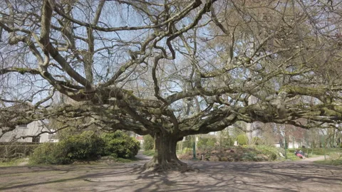 Huge "weeping beech" tree - Bayeux botanical gardens, Normandy, France 1. 4K Stock Footage 151701331