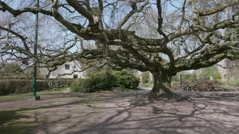 A huge weeping beech tree in Bayeux gardens, France 2 - slow pan. 4K tripod Stock Footage 152034866