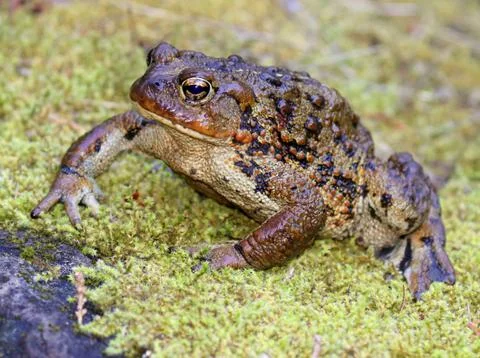 Huge Western Toad Stock Photos