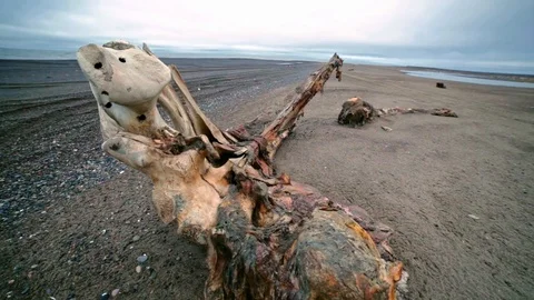 Huge Whale Bone Remains On A Beach From Rotting Carcass Stock Footage 124726248