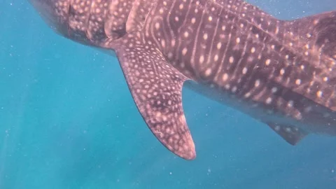 Huge whale shark feeding on small fish in murky coastal water Stock Footage 339982177