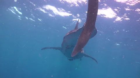 Huge whale shark Stock Footage 68927290