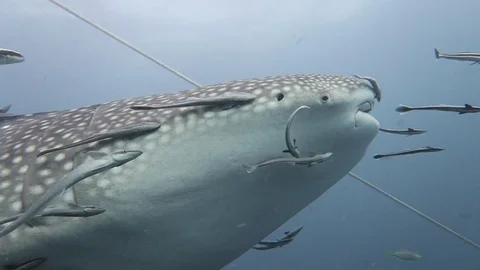Huge whale shark swims by Stock Footage 80901273
