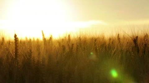 Huge wheatfield in summer sunset Видео 791577