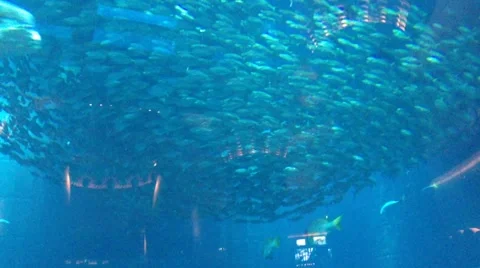 Huge whirlpool of fish Stock Footage 47232461