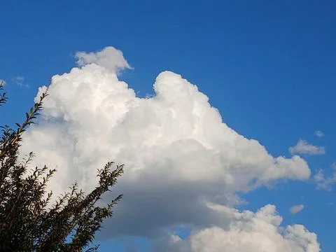 Huge White Cumulus Cloud and Tree Silhouette Against Blue Sky 스톡 사진