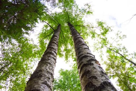A huge white double birch tree in a coniferous forest against a blue sky. Sha Stock Photos
