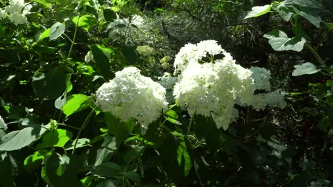Huge white hydrangea flowers arborescens annabelle sway from gusts of wind. Stock Footage 134463377