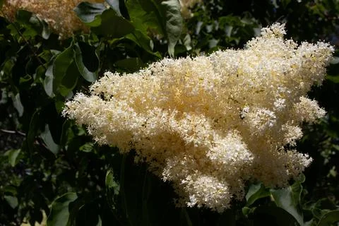 Huge White Tree Bloom Stock Photos