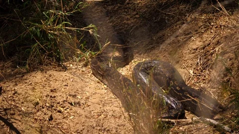 Huge wild African Rock Python snake slowly moves out of sunny spot 스톡 동영상 118406463