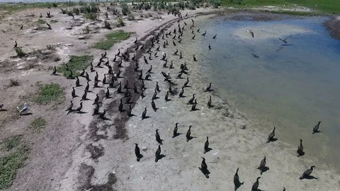 Huge wild birds colony of in sandy bay. aerial footage Stock Footage 78719086