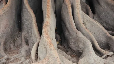 Huge, wild, ficus tree with twisted, cracked surface roots. Stock Footage 314789294