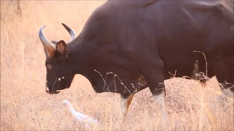 Huge Wild Gaur Bull Walking on a Grassland Video stock 75813588