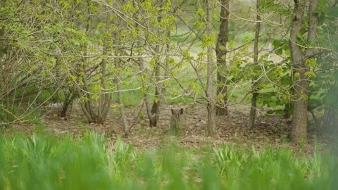 Huge wild rabbit running in a garden nea... | Stock Video | Pond5