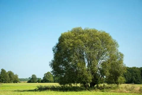Huge willow tree growing on a green meadow Stock Photos