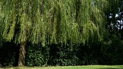 Huge willow tree in summer Stock Footage 79824482