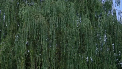 Huge willow tree in summer Video stock 79824544